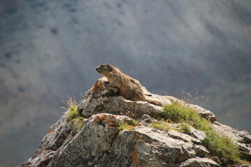 Murmeltier Alpen Schweiz