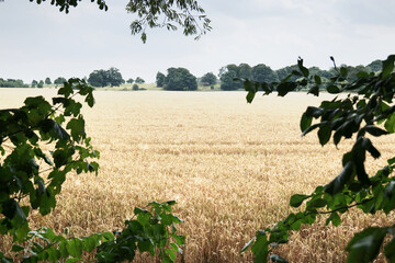 Obraz premium A field of wheat ready to be harvested, framed with out of focus green branches on the edges.