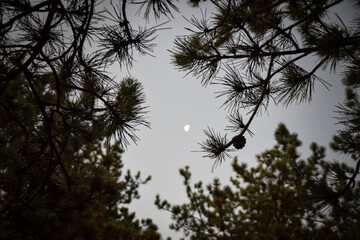 the evening sky with the moon. View through the branches in the forest.	