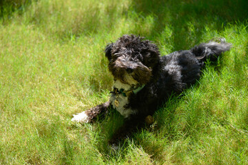 Playful Moments: Black Maltipoo Puppy Enjoying the Grass