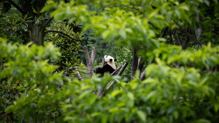 panda over the trees
