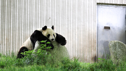 panda lying in hot weather
