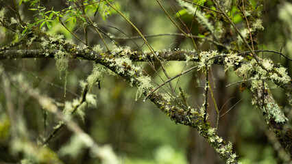 Beard lichens usnea webbed trees