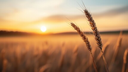 Naklejka premium Golden wheat stalks gently sway under a serene sunset, creating a peaceful and picturesque landscape of nature's beauty.