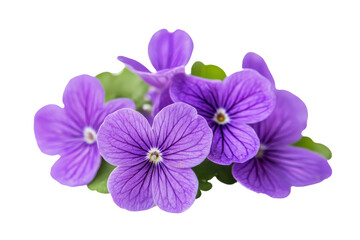Obraz premium purple flowers with green leaves