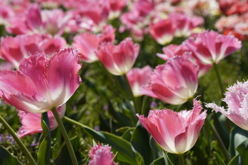 Naklejka premium ピンクのチューリップ