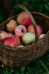 An old wooden Viennese chair in the garden. Apples in a basket in the garden. Phlox flowers.