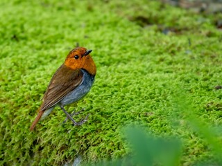 森の中の水場の苔生した岩の上に佇むコマドリの雄