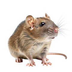 Obraz premium Isolated Oriental Rat with Detail of Fur and Whiskers.