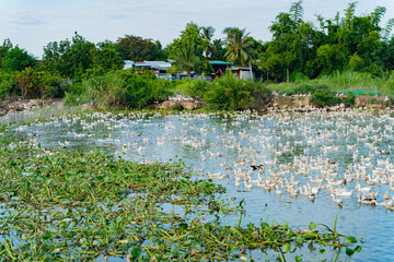 Fototapeta premium Duck farm. Poultry farm for meat production. The surroundings of Nha Trang city in Vietnam. 