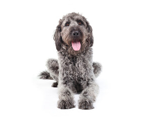 Isolated Labradoodle dog lying while looking at camera. Front view of cute fluffy puppy dog with pink tongue sticking out. Confident or happy body language. Gray female Labradoodle. Selective focus.