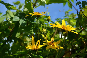 Yellow Jerusalem artichoke flowers, stems and green leaves of Jerusalem artichoke. Summer background, floral background