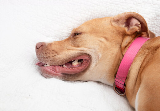 Large dog panting heavy while lying on sofa. Exhausted dog breathing with open mouth. Protect pets in hot temperature, overheating heat stroke or asthma. Female Boxer Pitbull mix. Selective focus.