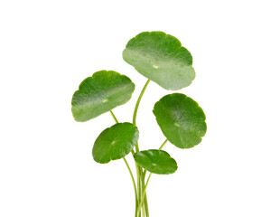 Group of Gotu kola (Centella asiatica) leaves transparent png