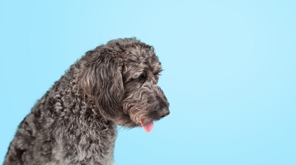 Labradoodle dog face on blue background. Side view of cute large grey puppy dog with pink tongue sticking out. Confident or happy body language. Gray female Labradoodle. Selective focus. Copy space