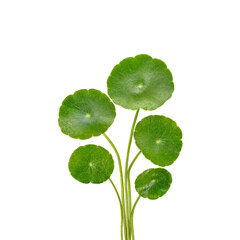 Group of Gotu kola (Centella asiatica) leaves transparent png