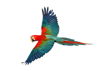 Colorful flying Green Wing Macaw parrot isolated on transparent background png file
