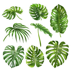 Isolated Set of Exotic Monstera and Palm Leaves without Background.