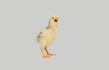 Cute little chicken