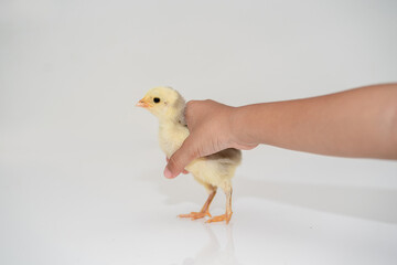 cute little tiny newborn yellow baby chick in kid's hand on white background