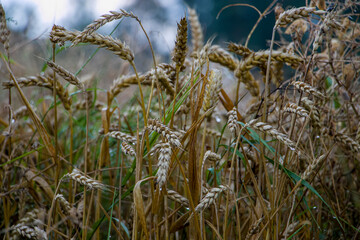 Ripe wheat ears and weeds. Weeds and wheat. Ears of wheat in a field with weeds.