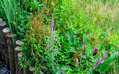 Lythrum salicaria junto a otras plantas acuáticas al borde de un arroyo