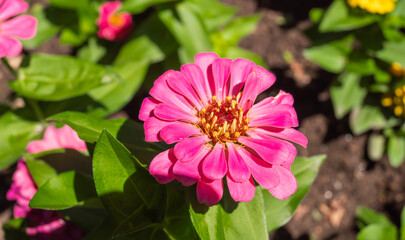 Zinnia, conocido como rosa mística o flor de papel © Mar
