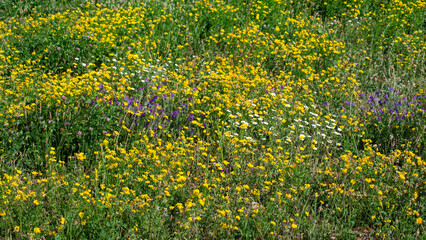 Pradera con flores silvestres de varios tipos y colores.