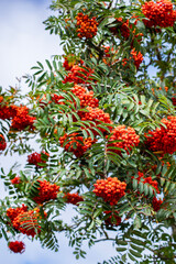 Ramas con frutos de serbal.