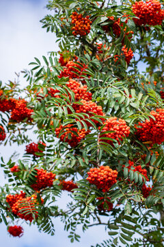 Ramas con frutos de serbal.