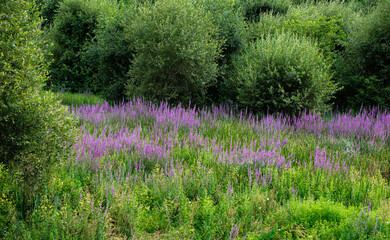 Paisaje donde predominan los colores lilas de Lythrum salicaria