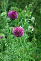 Musk Thistle plant, Derbyshire England
