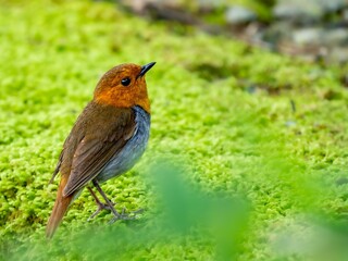 森の中の水場の苔生した岩の上に佇むコマドリの雄