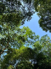 Forest’s trees and sky 