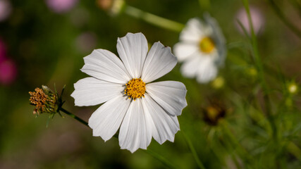 Fototapeta premium A white flower with yellow center is in the foreground of a green background