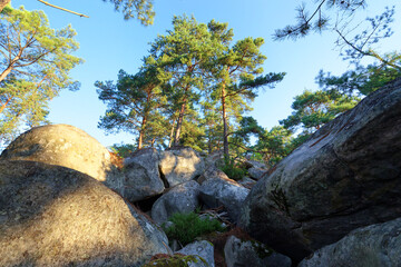 Hillside of the Sabons rocks in Fontainebleau forest