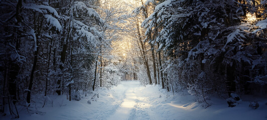 Snowy path leading toward the light through a dark winter forest 