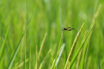 Dragonfly sits on a green rice leaf that is about to sprout and has dewdrops.