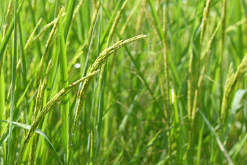 Green rice plants are about to sprout ears.