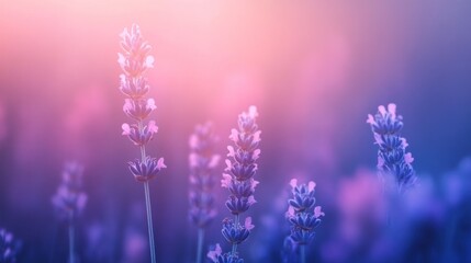 Lavender Field in Soft Sunset Light