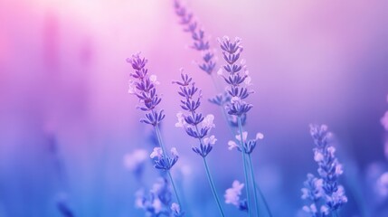 Lavender Field in Soft Light