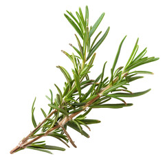 Fototapeta premium Fresh Rosemary Herb Isolated Without Background for Culinary Use.