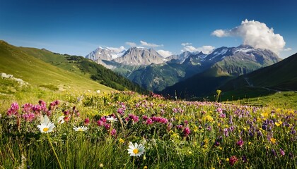 Fototapeta premium Sun-kissed alpine meadow blooms vibrant amidst snow-capped peaks, a breathtaking panorama of nature's artistry