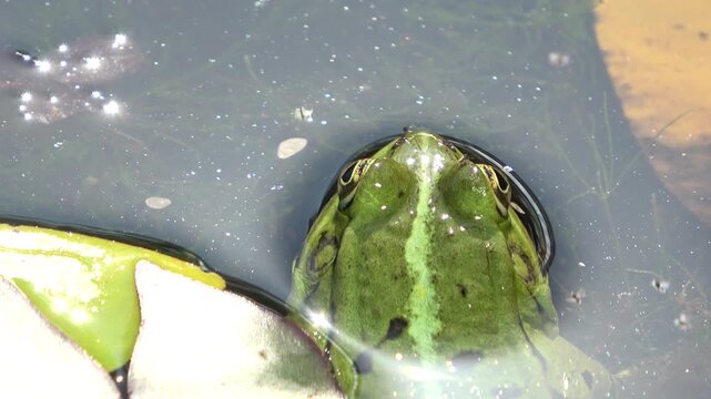 Sitzender, gr&uuml;ner Wasserfrosch, Teichfrosch am Teich, Rana esculenta, Close-up
