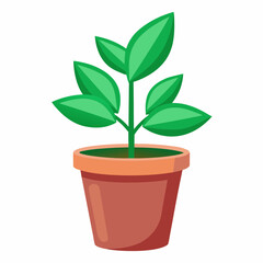 Green Plant potted in a plastic pot on white background