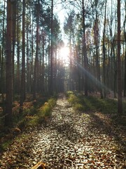 Fototapeta premium path in the forest