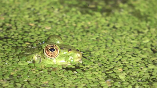 Wasserfrosch, Teichfrosch im Teich mit Teichlinsen, Tarnung, Rana esculenta, Close-up