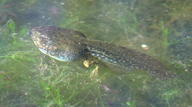 Kaulquappen von Knoblauchkr&ouml;te im Teich, Froschlurch, Pelobates fuscus