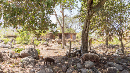 Pig family walking along the road at Ometepe island in Nicaragua Central America