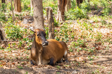 Brown cow lying along the road at Ometepe island in Nicaragua Central America